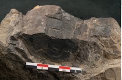 Foto (Detailansicht) von Palissya podocarpoides Ettingshausen (NHMW-GEO-2024-0188-10343)